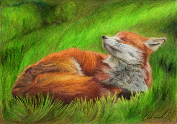 Red Fox colored pencil drawing
