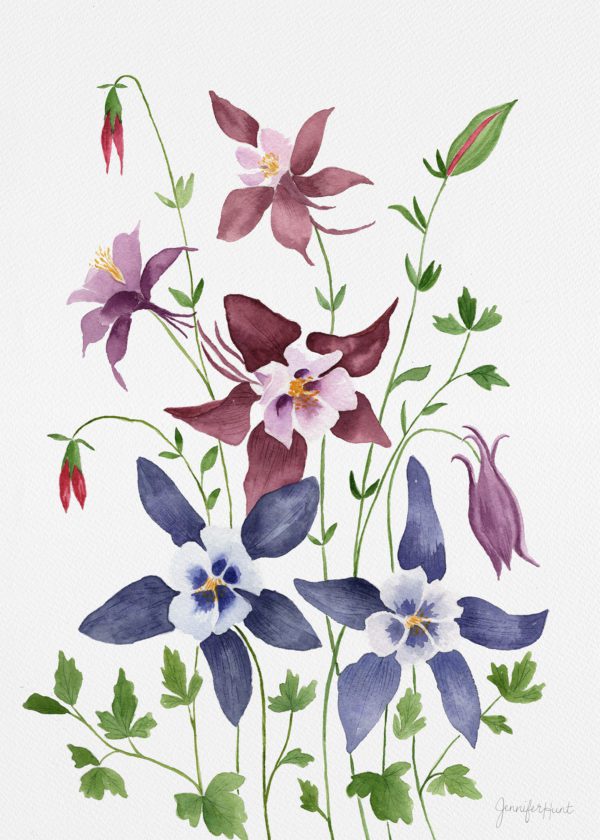 5x7 Botanical Columbine Print