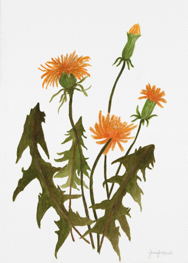 5x7 Botanical Dandelion Print