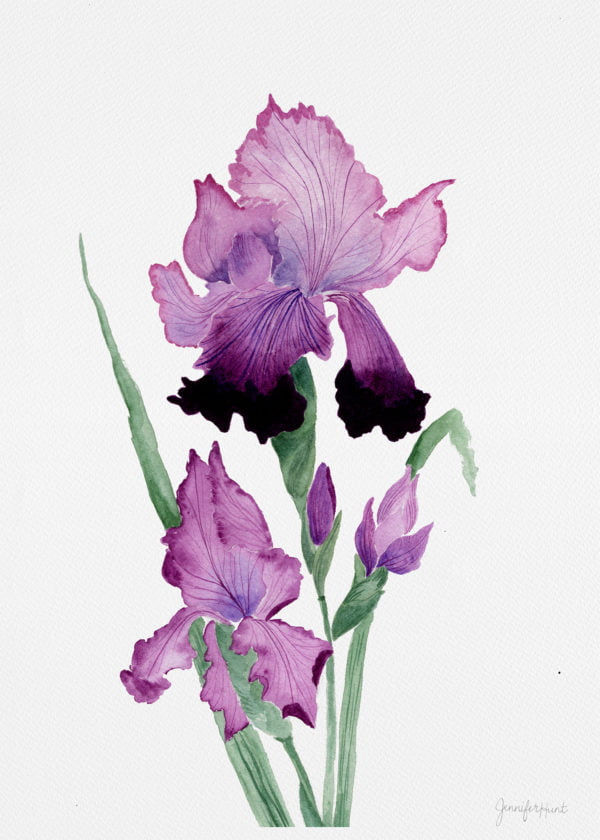 5x7 Purple Irises