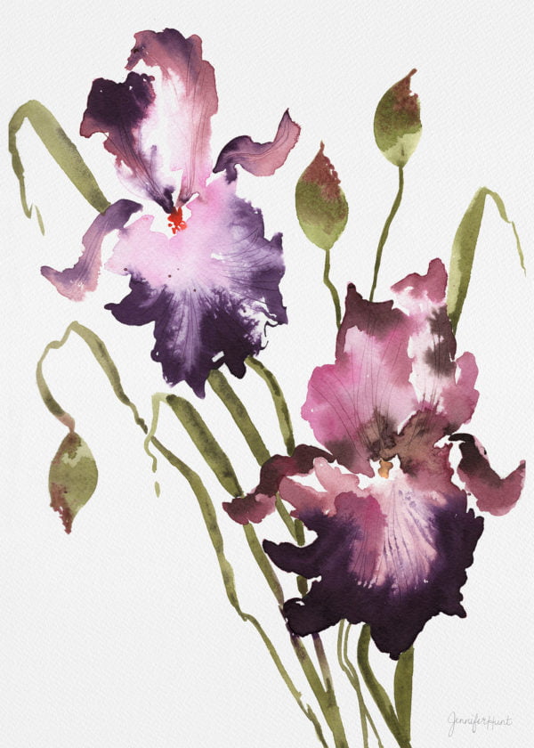 5x7 Royal Irises