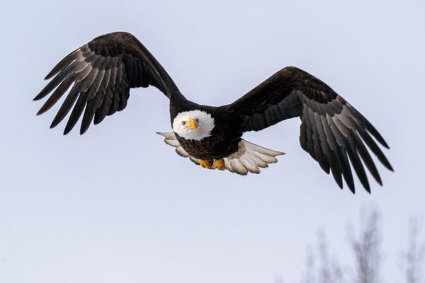 Bald Eagle - Campbell Creek