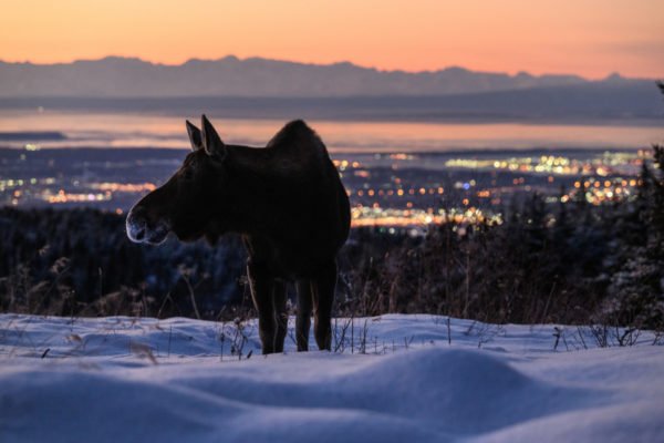 Moose Sunset Anchorage