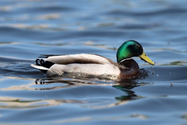 Male mallard duck on water with a recent mayfly hatch
