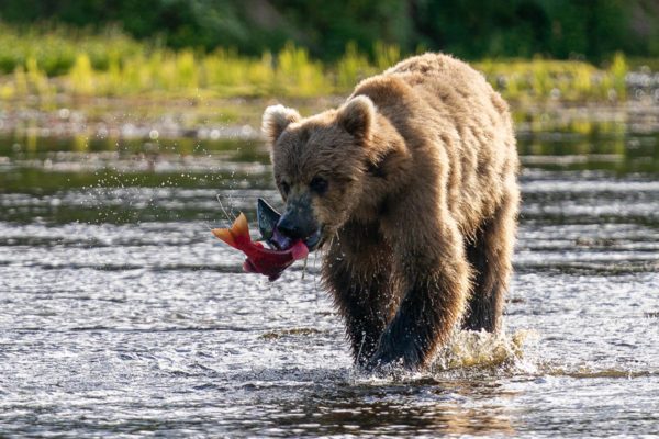 Bear with salmon Prev