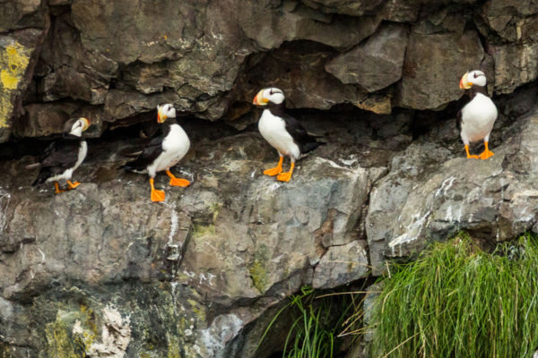 Kenai Fjords Wildlife Puffins Prev 1