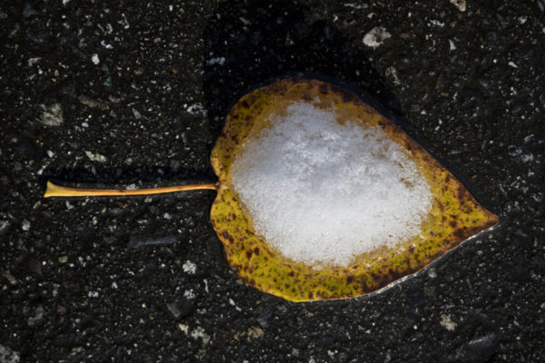 Leaf Snow