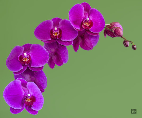 orchid on green background logo scaled